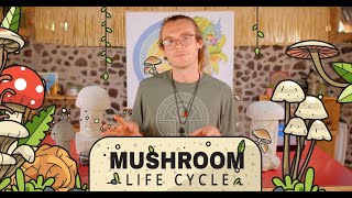 The Mushroom Life Cycle From spore to mushroom [upl. by Anaejer33]