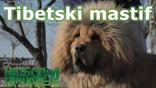 Tibetski mastif [upl. by Ecinnej]