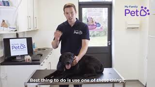 How to Remove A Tick From a Dog  My Family Vets [upl. by Airalav]