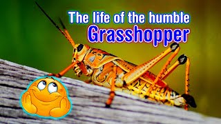 The life cycle of a Grasshopper [upl. by Timothy118]