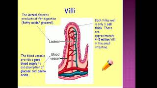 structure and function of the villi [upl. by Roach]