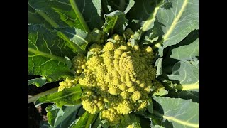 Growing and Harvesting Romanesco A Delicious and Beautiful Veggie [upl. by Miranda]