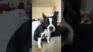 My dog too friendly 🐶🥰 dog doglover puppy cute bostonterrierlove [upl. by Ssidnak]