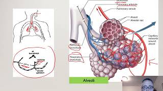 Lecture 11 Respiratory Physiology [upl. by Radbourne135]