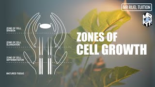 Zones of Cell Growth  Meristematic Tissue and Growth [upl. by Ailecara479]