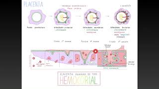 Ciclo de Conferencias Magistrales Tema Desarrollo de Placenta [upl. by Mikael633]