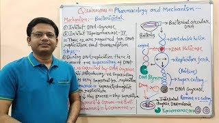 Chemotherapy of Antibiotics Part16 Fluoroquinolone 02  Mechanism of Action  Fluoroquinolone [upl. by Leciram]