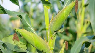 Costs of Growing 1 Acre of Maize in Northern Uganda [upl. by Faulkner302]