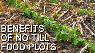 BEST No Till Year Round Food Plots  Benefits amp How To [upl. by Hal]