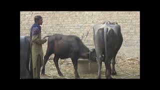 Baby buffalo is 600 days old drinking milk it is a very amazing video watch it fully [upl. by Anoblav]