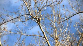 Red Tailed Hawk Call [upl. by Darmit899]