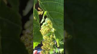 himrod grapes budding flowering and fruit set seattle PNW gardening [upl. by Marela]