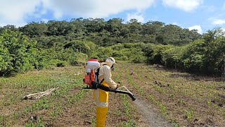 controle de ervas daninhas no milho com herbicida atrazina  atomizador costal kawashima [upl. by Avir711]