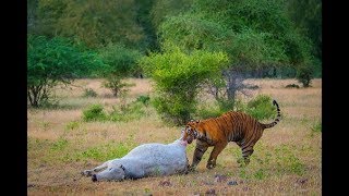 Cuando EL Tigre Ataca A Una Vaca  Tiger Hunting [upl. by Ja]