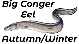 How To Catch Conger Eel From Rock Marks Shore Fishing UK and Europe  Sea Fishing Tutorial [upl. by Ozneral288]