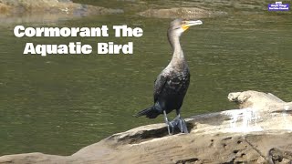 Cormorant The Aquatic Bird cormorants wildlife river [upl. by Lindeberg]