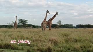 Giraffes fighting trendingvideo wildlife trending animals safari africa nature travel [upl. by Daj]