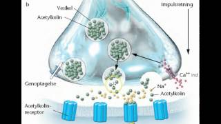 fremmende og hæmmende nervesignaleravi [upl. by Ayeka]