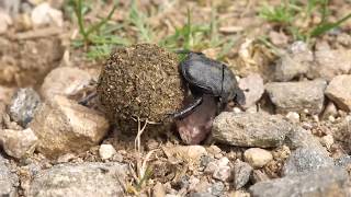 Scarabeo stercorario  Scarab Beetle Scarabaeus sacer [upl. by Dorris]