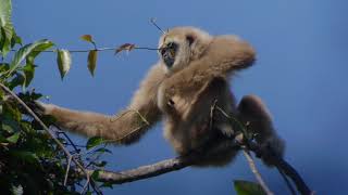 Whitehanded Gibbon Hylobates lar [upl. by Rozalie]