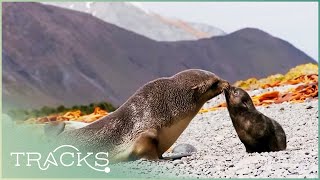 Edge of Nowhere Journey to Macquarie Island Full Documentary  TRACKS [upl. by Nadruoj]