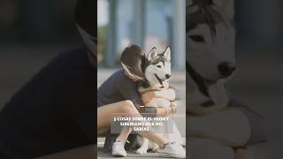 5 COSAS sobre el HUSKY SIBERIANO que no sabías 🐺❄️ [upl. by Nodlehs]