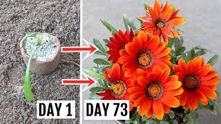 How to Plant Grow n Care for Gazania Plant  The Complete Guide [upl. by Idnahc]