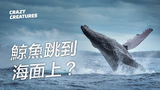 為什麼鯨魚要跳到水面上？ 奇怪動物紀錄片 [upl. by Johannes926]