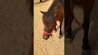 Funny Horse eating Carrot at my farm 1 [upl. by Ydnagrub]