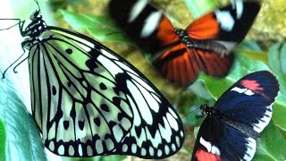 Butterflies Flying in Slow Motion HD  Houston Butterfly Museum [upl. by Terr]