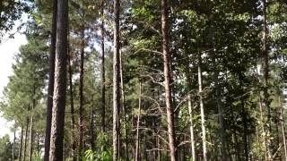 Hand Thinning Pines Before and After [upl. by Tucker485]