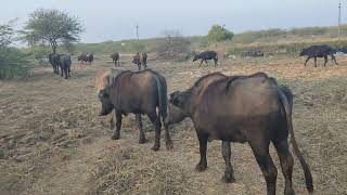 Naran maldhari black gold 🥇 [upl. by Ened]