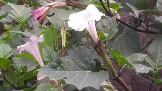 thornapple jimsonweed jimson weed or devils trumpet [upl. by Belldame]