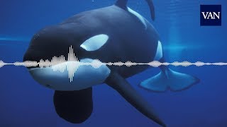 La primera orca que quothablaquot [upl. by Camella]