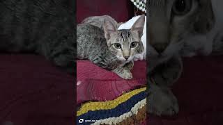 Billi palna kaisa hai cute cat catlover [upl. by Barnett]