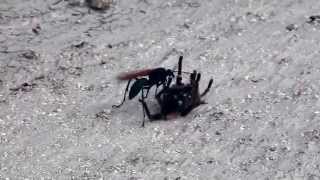 Tarantula VS Pepsis Wasp Tarantula Hawk [upl. by Aivin367]