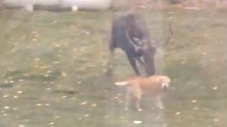 Moose Attacks Dog In Garden [upl. by Astiram]