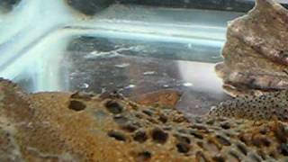 Pipa pipa  Surinam Toad Babies Emerging [upl. by Ardna]