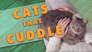 The Best Cat Breeds for Cuddling [upl. by Zuzana263]