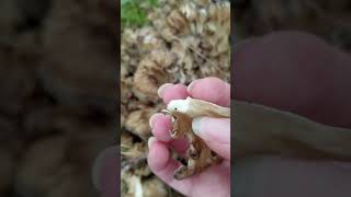 Hen of the Woods Identification Tips [upl. by Aerdna]