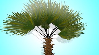 How to grow Trachycarpus Fortunei Chinese Windmill Palm [upl. by Phaedra996]