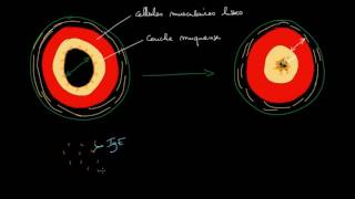 Physiopathologie de lasthme [upl. by Donny]