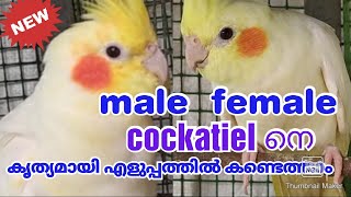 Cockatiel Gender IdentificationLutino Male and Female cockatiel [upl. by Lledraw]