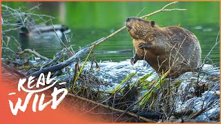 Why Do Beavers Build Dams Natures Engineers Wildlife Documentary  Natural Kingdom  Real Wild [upl. by Alyn523]