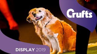 Southern Golden Retriever Display Team  Crufts 2019 [upl. by Moyers]