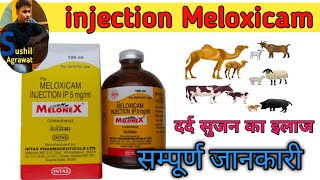 inj meloneX uses in veterinary in hindi  Melxicam injection  MeloneX injection [upl. by Gavrah]