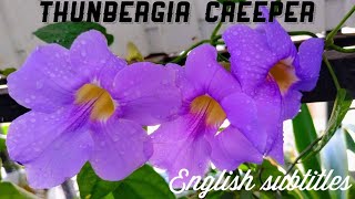 Thunbergia Grandiflora  Bengal Clock vine  బెంగాల్ క్లాక్ వైన్ propagation amp care  Premas Garden [upl. by Garey217]