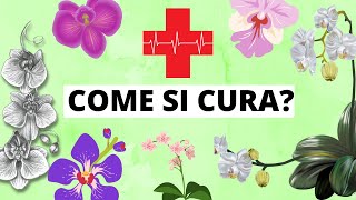 Come prendersi cura di un orchidea Tutorial pratico [upl. by Maurizio]