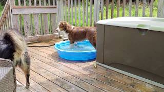 Red Tri Australian Shepherd [upl. by Emilee]