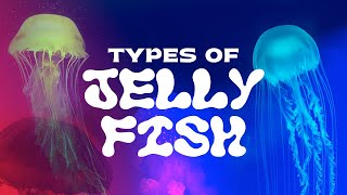 Types of Jellyfish Youve Never Seen Them Like This [upl. by Hunsinger]